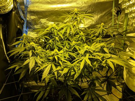 Critical Relief Grow Diary Journal Week12 By Ozredman Growdiaries