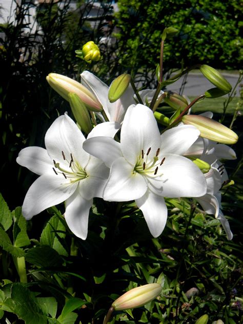 Growing Lily In Containers How To Grow Lily Plant Lillium Naturebring