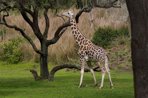 Giraffe Animal Kingdom Walt Disney World Rob Shenk Flickr