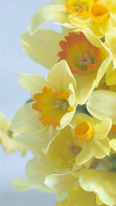 Bouquet Daffodils Yellow Flowers 1080x1920 Iphone 8766s Plus