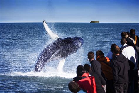 WHALE WATCHING, ICELAND | Whale watching, Whale watching tours, Whale