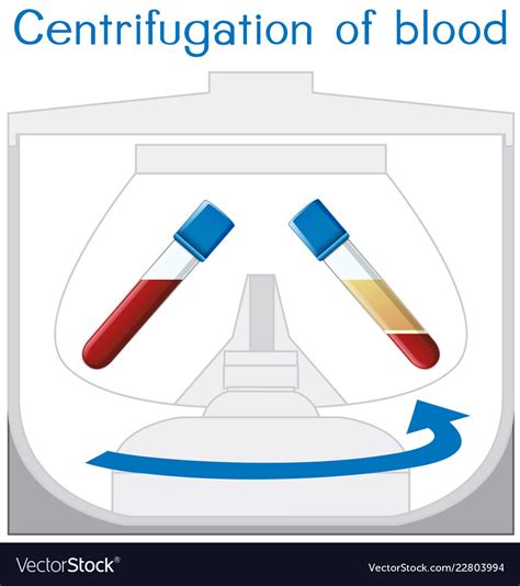 Centrifugation Of Blood Diagram Royalty Free Vector Image My Xxx Hot Girl