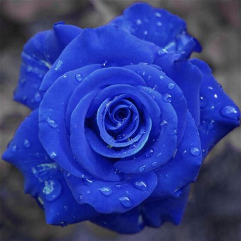 200 Pcs Blue Rose Seeds Perennial De Flores Free