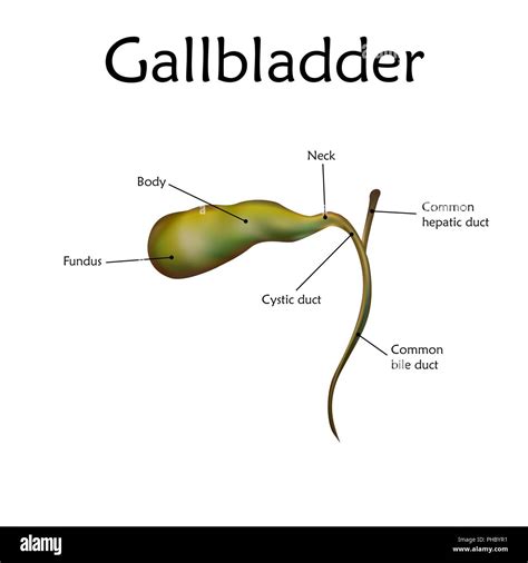 Diagram Of Gallbladder Wiring Diagram List