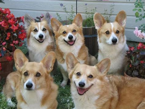 Best lodging in yuma, az (with prices). Pembroke Welsh Corgi Puppies Available in Phoenix & Tucson, AZ