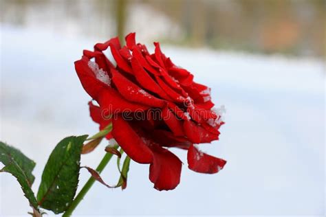Red Rose In The Snow Stock Image Image Of Blossom Frozen 86077191