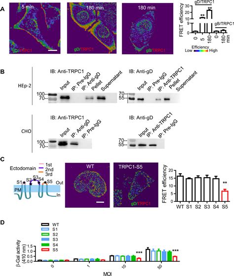 Beyond these differences, the largest difference between. TRPC1 participates in the HSV-1 infection process by facilitating viral entry | Science Advances