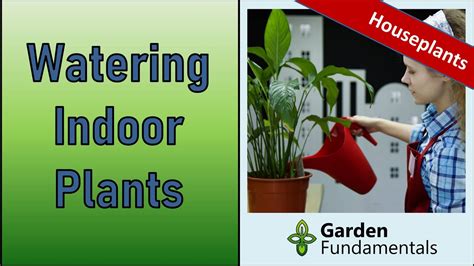 Watering Indoor Plants 🌼🌼🌼 A Simple Foolproof Way To Water Houseplants