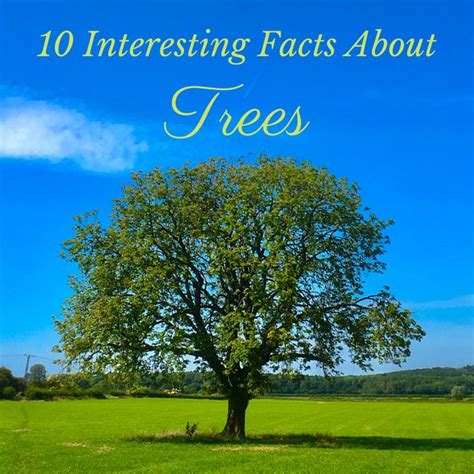 10 Fun Facts About Trees In 2021 Fun Facts 10 Interesting Facts
