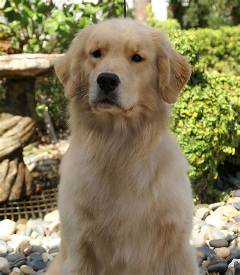 Find local golden retriever puppies for sale and dogs for adoption near you. Golden Retriever Puppies Brevard County Florida | Top Dog ...