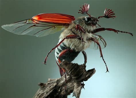 Awards Insect Models Julia Stoess