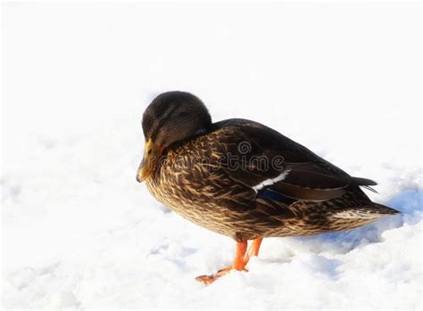 Female Teal Duck In Winter Snow Stock Image Image Of Female Wings