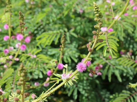 But touching the plant too often can cause if you touch a sensitive plant too often it may lose its leaves and become unhealthy. Mimosa diplotricha (Giant Sensitive Plant) | World of ...