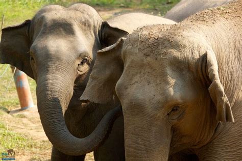 Two Elephants Standing Next To Each Other On A Field