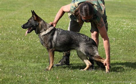 Protection Trained German Shepherds For Sale Red Rock K9