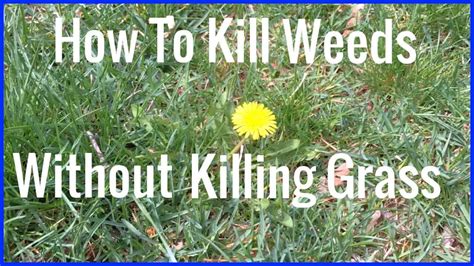 How To Kill Weeds Without Killing Grass The Housing Forum