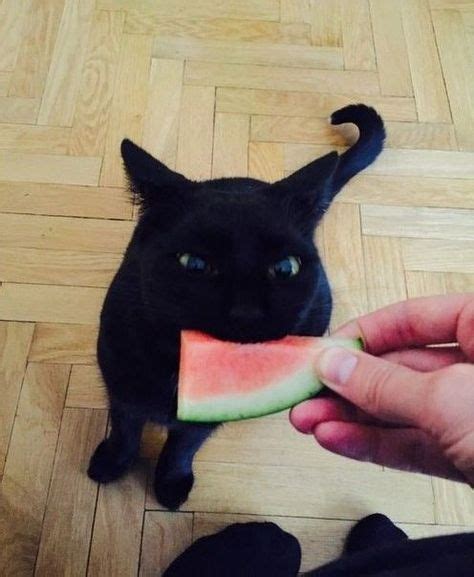 20 Best Cats And Watermelons Images Cats Watermelon Watermelon Cat