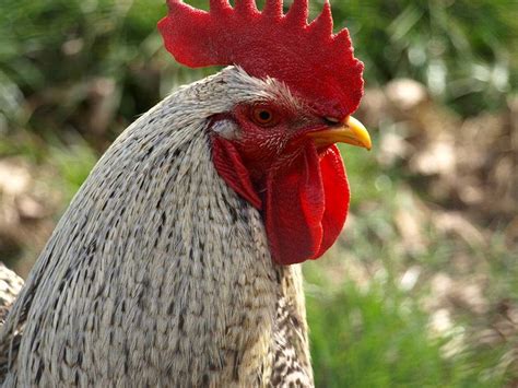 Gallo in xavier varela barreiro. Gallo: características generales de este signo - Innatia.com