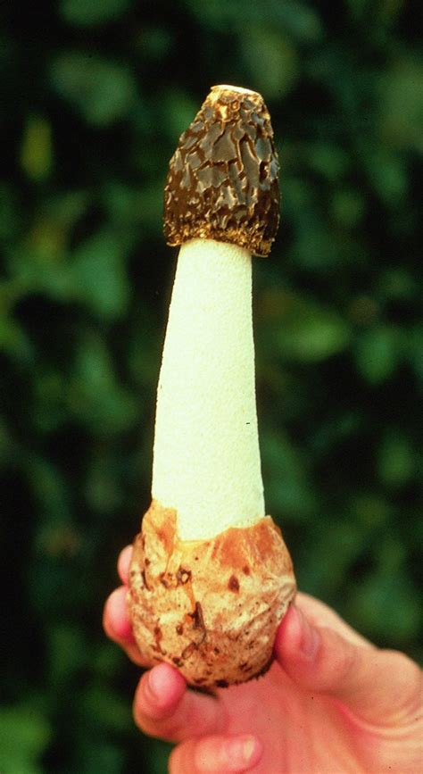 The Stinkhorn Fungus It Looks Phallic It Smells Disgusting