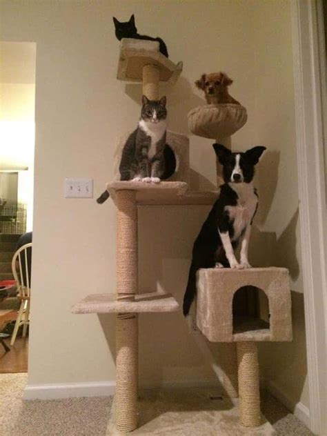 Hilarious Pictures Of Dogs Acting Like Cats