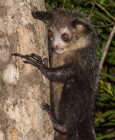 12 Incredible Facts About Lemurs Anatomía Animal Animales