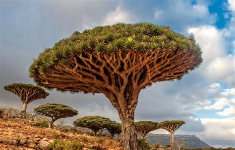 Socotra Island Jewel Of Biodiversity