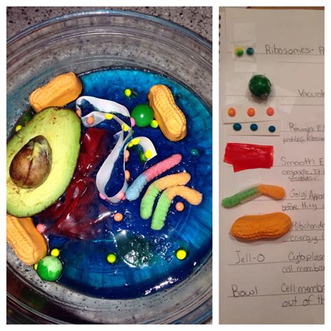 We did not find results for: My son's 7th grade edible animal cell project. | My pins ...