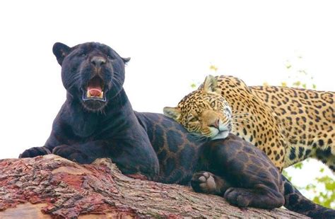 Adorable Rare Black Jaguar Cub Born At English Animal Sanctuary