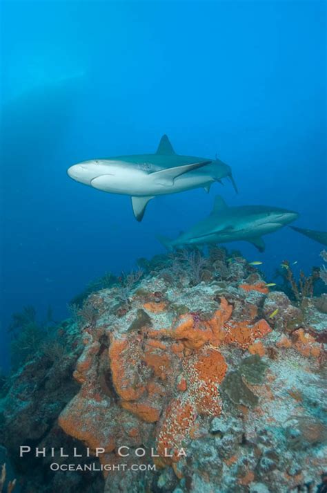 Caribbean Reef Shark Swims Over A Coral Reef Carcharhinus Perezi Bahamas