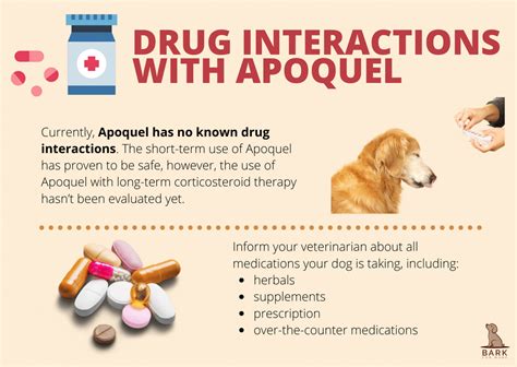 All The Facts About Apoquel For Dogs Soothing Your Poochs Itch With