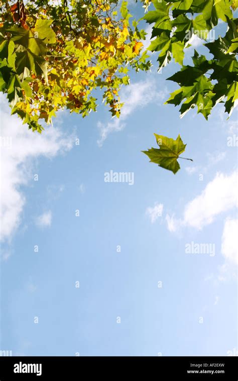 Leaves Falling From Tree High Resolution Stock Photography And Images