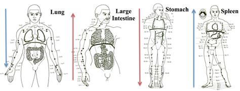 Yin yoga poses for the lungs/large intestines meridian: The 20 Meridians and their Consciousness