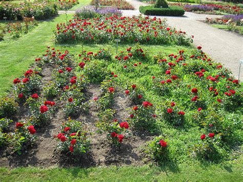 Kordes rosen erlöst sie mit mehrfarbigen rosen von der qual der wahl: Rosarium in Hattersheim | Blume, Garten, Hattersheim ...