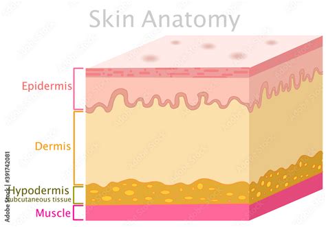 Skin Anatomy Structure Parts Dermis Epidermis Hypodermis