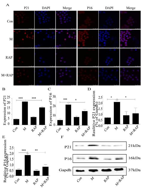 Expression Of P21 And P16 In Macrophage Cells Detected By Download