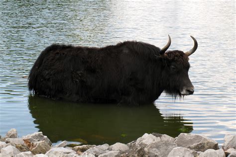 Ox In The Water Matthew Hurst Flickr