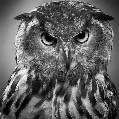 Multiple Amazing Pencil Drawings Of Animals That Look Like Photographs