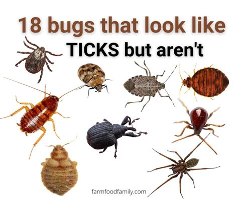 18 Bugs That Look Like Ticks But Arent In Your House With Pictures