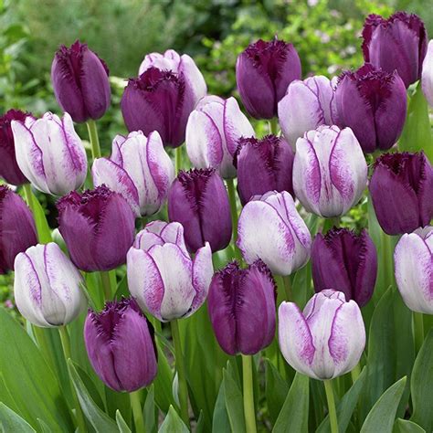 Van Zyverden Tulips Majestic Royal Blend Set Of 15