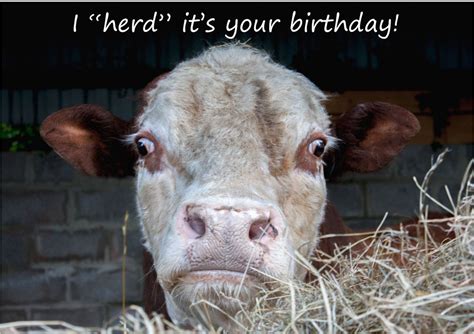 Cow Birthday Meme Birthdaybuzz