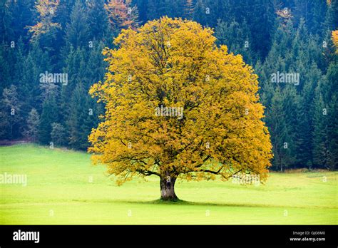 Single Big Old Maple Tree In Autumn Stock Photo Alamy