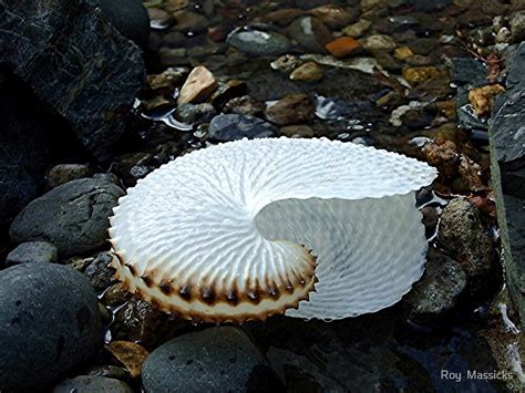 Paper Nautilus Great Barrier Island New Zealand By Roy Massicks