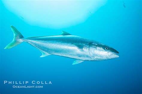 Yellowtail Kingfish At The South Neptune Islands Seriola Lalandi