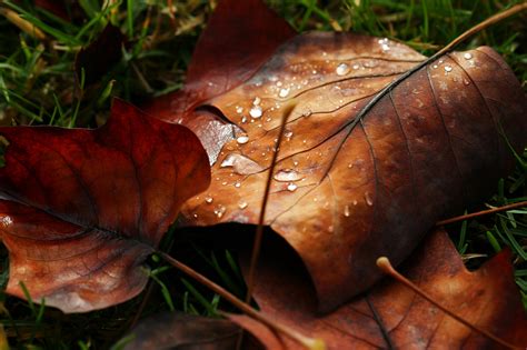 Macro Leaf Leave Drops Water Dew Nature Autumn Bokeh Wallpapers