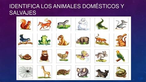 Animales Domesticos Y Salvajes