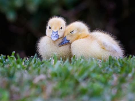 Two Sweet Baby Ducks Cute Alert 8 Fm Forums