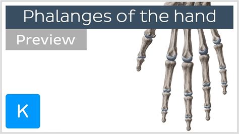 Overview Of The Phalanges Bones Of The Hand Preview Human Anatomy