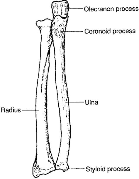 Medical Pictures Info Ulna