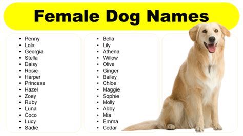 Female Dog Names In English Unique Strong Stylish Fancy Grammarvocab