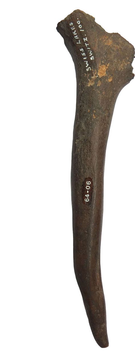 a neolithic antler tool from the swiss lakes c 2000 3500 b c